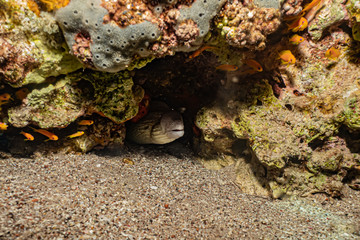 Moray eel Mooray lycodontis undulatus in the Red Sea, eilat israel