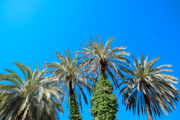 Phoenix canariensis palm