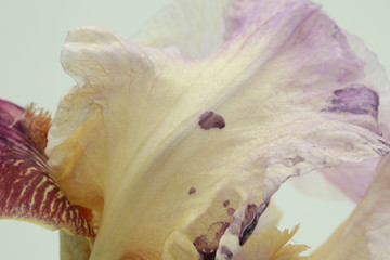 Closeup of multicolored iris germanica in lilac, yellow in white background