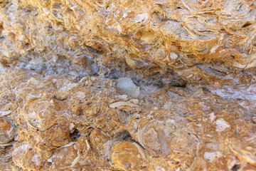 Sand and Sheels of Scallops Close Up, Beach Vale Covo, Lagoa, Algarve, Portugal