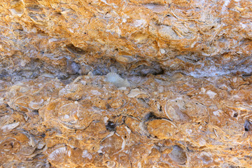 Sand and Sheels of Scallops Close Up, Beach Vale Covo, Lagoa, Algarve, Portugal