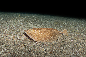 Torpedo sinuspersici On the seabed  in the Red Sea, israel