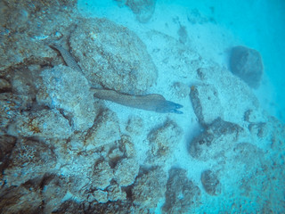 Diving at Arraial do Cabo, Rio de Janeiro, Brazil