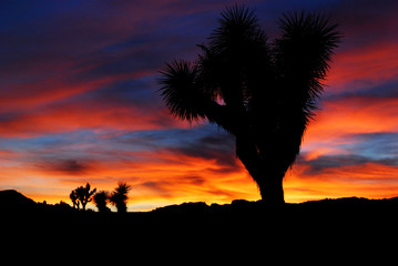 Beautiful bright colors sunset with Joshua tree - 271523517