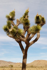 Joshua tree in desert landscape - 271523533
