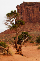 Tree in red desert landscape of Monument Valley - 271523554