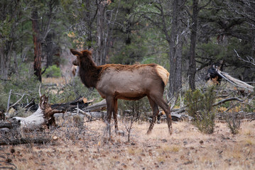 Female elk in the forest of Grand Canyon - 271523568