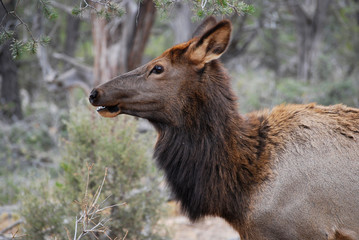 Female elk portrait, close up - 271523570