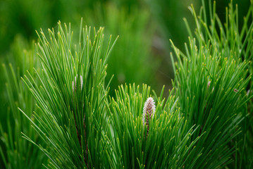 Pinus pinea tree branch close up - 271523575