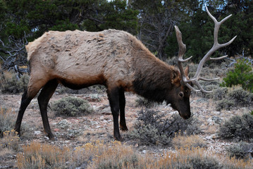 Beautiful male elk in the forest - 271523591