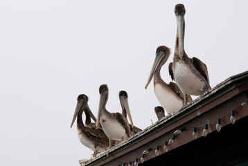 Group of brown California pelicans - 271523597
