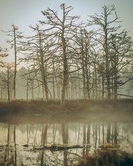 Obraz premium Misty lake in the middle of the forest
