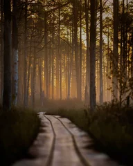 Fototapeten road in the forest © innervision
