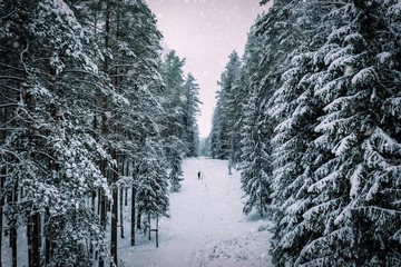 Road among he pine trees in winter forest