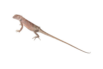 chameleon isolated on white background have clipping path