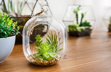 Mini gardens in florariums. Green interior decor concept