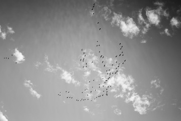 Obraz premium Group of birds flying against black and white sky