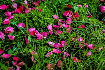 red flowers in the garden