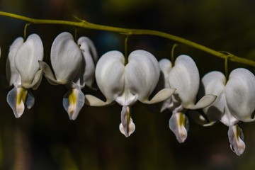white flower of magnolia on background of blue sky