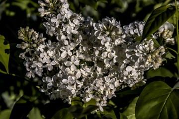 flowers in the garden