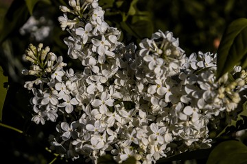  White lilac 