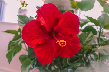 red flower in the garden