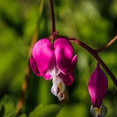 pink orchid in garden