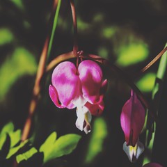pink orchid on background of green leaves