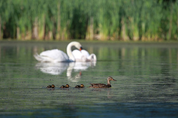 Duck Family