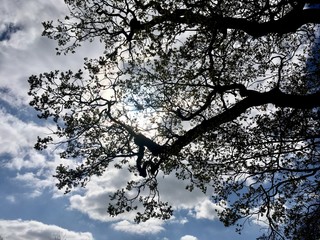 tree in winter