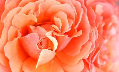 roses on a white background