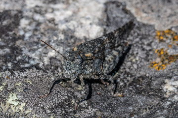 grasshopper