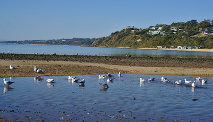 Seagulls on water