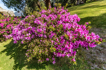 purple flowers in garden