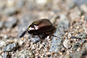 Beetle Closeup
