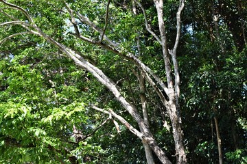 Beautiful Nature in Subic Bay