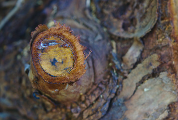 Obraz premium Freshly chopped branch