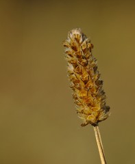 Blossoming brown wild flower
