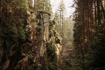 Magical mountain ravine in european pine forest