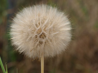 Fototapeta premium Nature Did not Overlook This Weed's Beauty