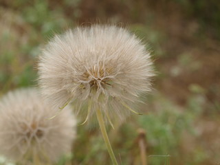 Fototapeta premium Thinks Revealed at 100 percent about Nature's Ability.