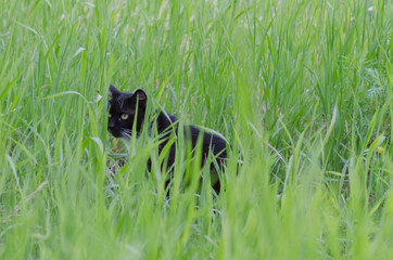Black cat sitting on the street in the green grass