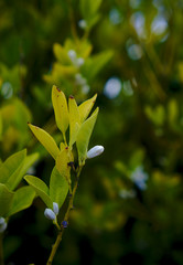 White flower buds in between green leaves