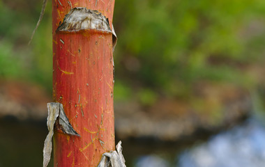 Red trunk bamboo plant