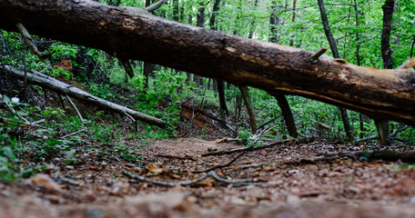 Paris Mountain Downed Tree