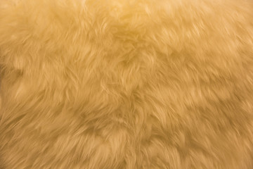 Tiled sheepskin wool, macro close up