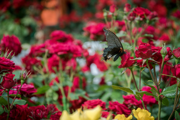 Fototapeta na wymiar 薔薇と蝶