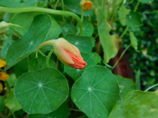 nasturtium edible flower bud