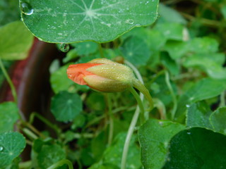 nasturtium edible flower bud