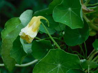 nasturtium edible flower bud